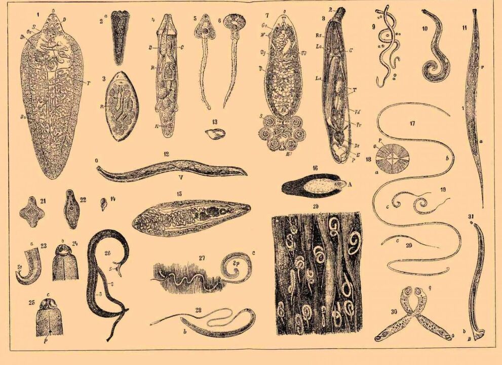 tipos de parásitos que viven en el cuerpo humano