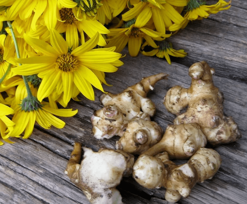 Alcachofa de Jerusalén para preparar zumo recién exprimido contra los parásitos