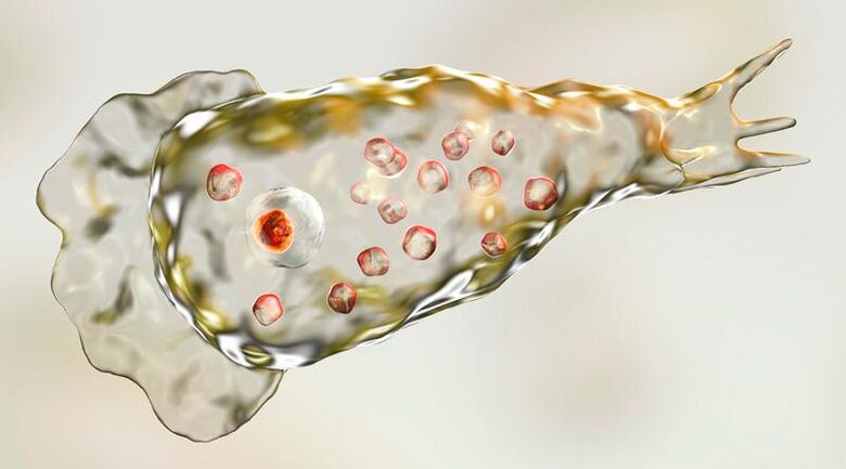 Amoeba Naegleria fowlera vive en el cerebro humano y es un parásito mortal