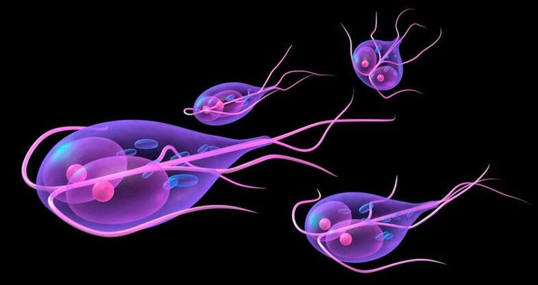 Giardia, que vive en el intestino delgado humano.