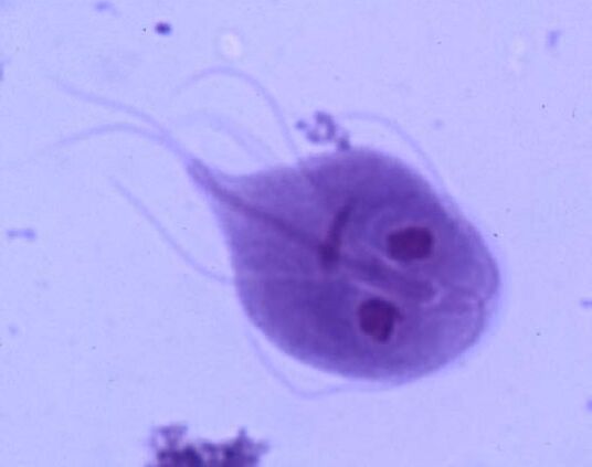 Giardia del cuerpo humano.